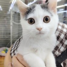 キティランデビュー！まんまる～♡スコティッシュフォールド 男の子♪