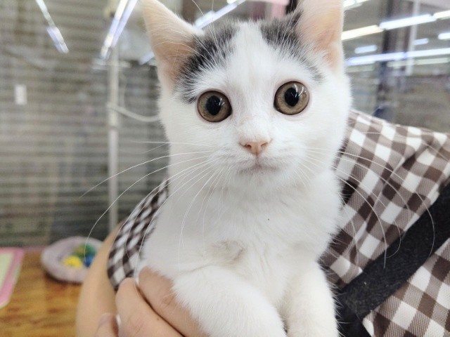 キティランデビュー！まんまる～♡スコティッシュフォールド 男の子♪