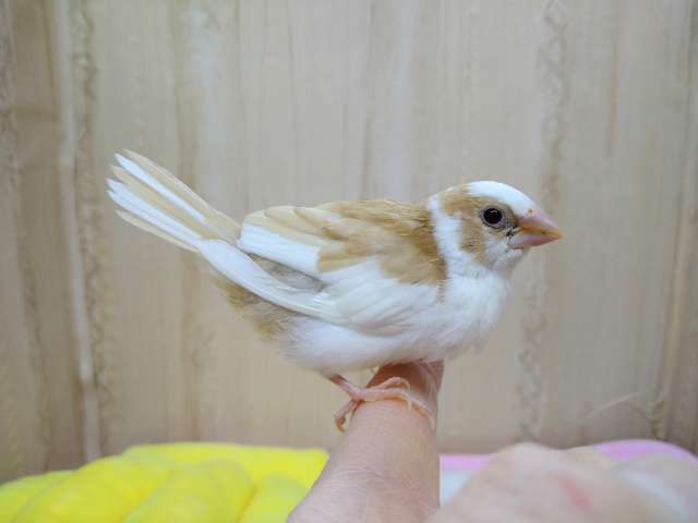 久しぶりにやって来ました！十姉妹のヒナ〜