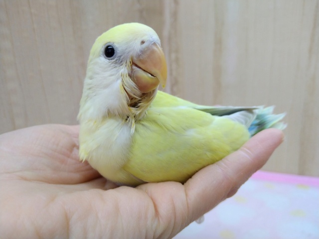 最新画像です！優しいカラー！シナモンの小桜さんいますよ〜