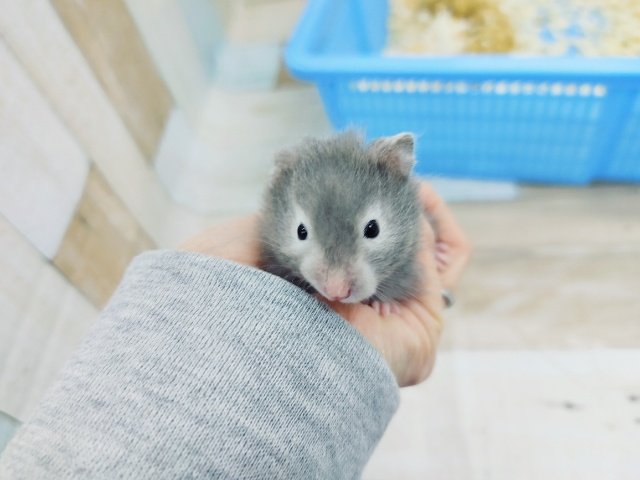 逆パンダ！！！セーブルハムスターくん(男の子)入荷しました💓