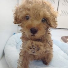 元気っ子！トイプードル(レッド)男の子♪