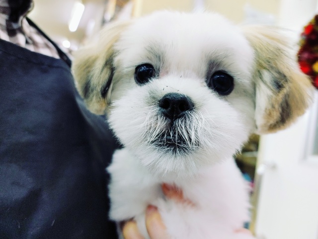 最新画像更新♥️パワフルプリティーガール♥️ミックス犬ちゃん(シーズー×マルチーズ)