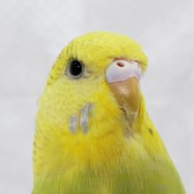 スレンダーなジャンボセキセイ