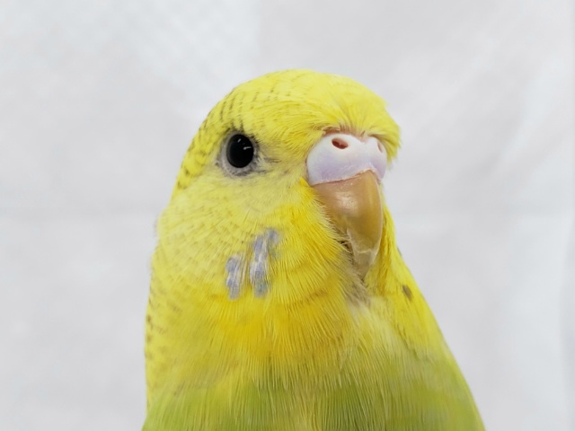 スレンダーなジャンボセキセイ