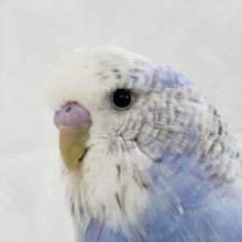 スレンダーな、ジャンボセキセイ～