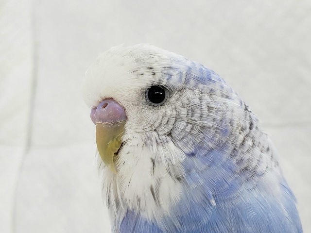 スレンダーな、ジャンボセキセイ～