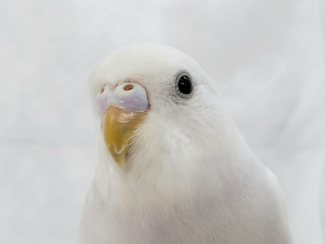 とても綺麗なダブルファクターいますよ