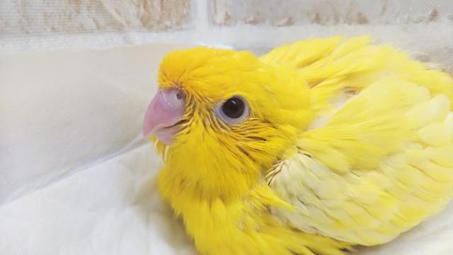 太陽の明かり🌻 サザナミインコ(ルチノー)