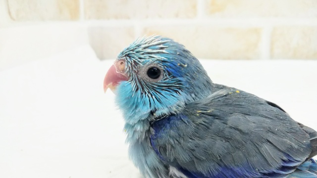 とってもキュート💙 マメルリハインコ(ブルー)
