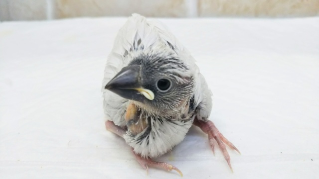 メロメロ注意🌟 シルバー文鳥