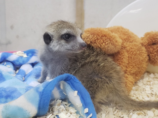 勝田台店に～ミーアキャットが～きた～(ﾟ∀ﾟ*)