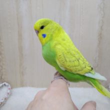 当店命名！「若竹カラー」のジャンボセキセイさんいますよ〜