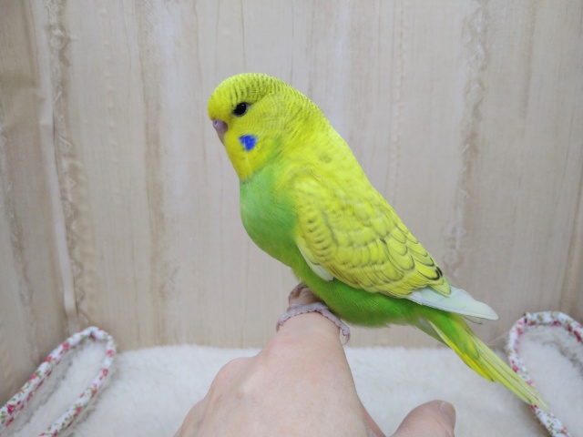 当店命名！「若竹カラー」のジャンボセキセイさんいますよ〜