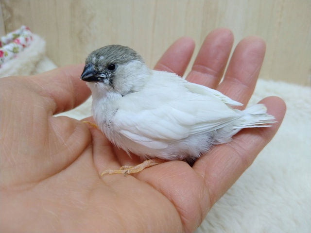 レアカラー！キンカ鳥さんいますよ〜