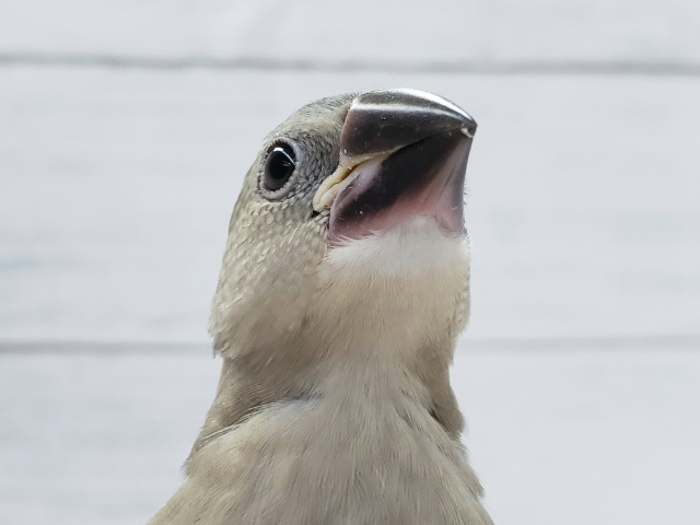 いい感じの桜文鳥いますよ