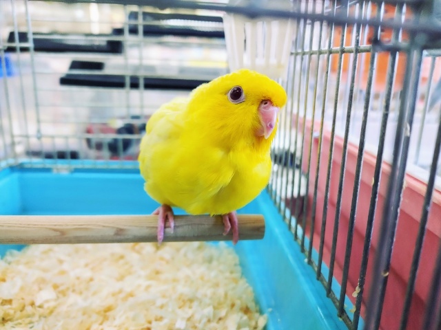 最新画像更新！！サザナミインコさん(ルチノー)入荷しました💓(羽切り済み)