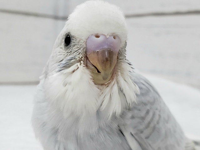 綺麗なホワイトウイングのセキセイインコです