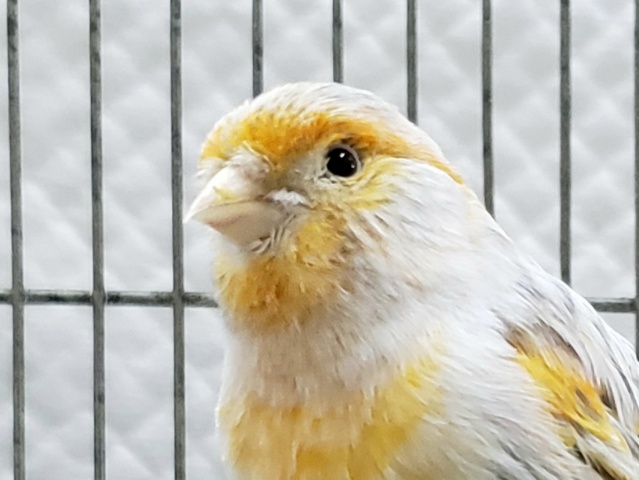 2020モザイクカナリアオス綺麗だよ～