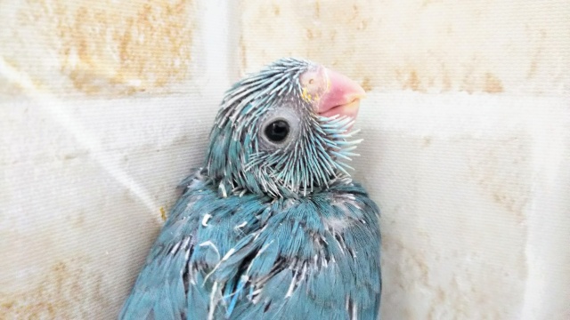 ちょこんと🐥 マメルリハインコ(ブルー)