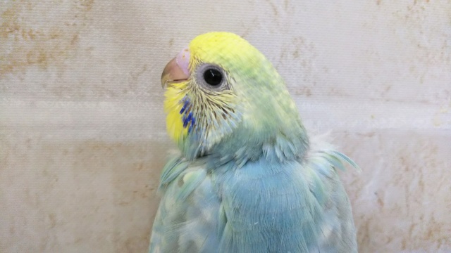 黄色の頭がキュート🌈 セキセイインコ(レインボー)