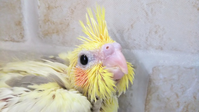 にんまりゆらゆら～ オカメインコ(シナモンパイド)