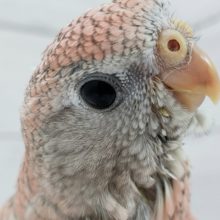 モフモフ～🌹 アキクサインコ(ローズ)