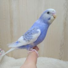 最新動画・画像あり！ちょっと変わったパイドカラーのセキセイさん、いますよ〜