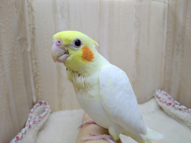 オレンジホッペがチャームポイント♥ルチノーのオカメさんいますよ〜