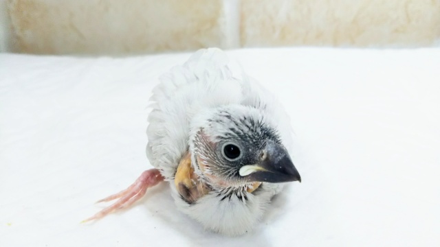 ギンギラギンに✨ シルバー文鳥