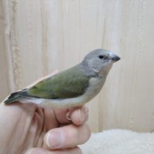 レアです！コキン鳥の若鳥いますよ〜その2