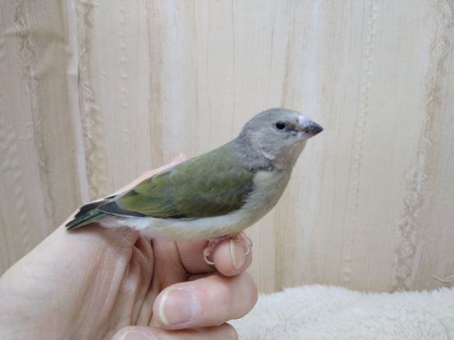 レアです！コキン鳥の若鳥いますよ〜その2