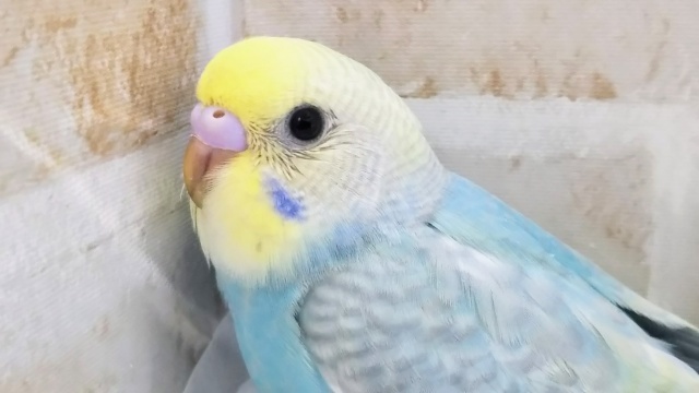 スカイブルー🌏️ セキセイインコ(パステルレインボー)