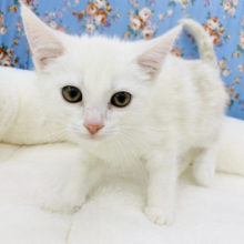 ゴロゴロ〜♪美形男子✨スコティッシュフォールドくん(レッド＆ホワイト)