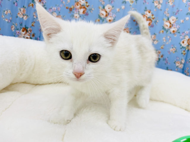 ゴロゴロ〜♪美形男子✨スコティッシュフォールドくん(レッド＆ホワイト)