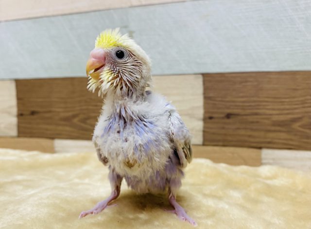元気いっぱいのセキセイインコ！イエローフェイスライラックいますよ〜