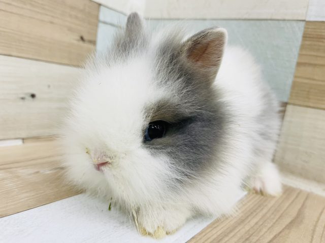 モフモフの天使♡ライオンラビット(ホワイト＆ブルー)