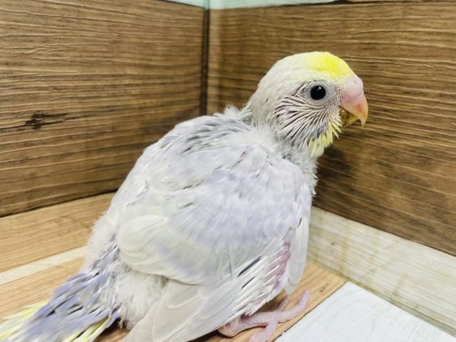 お顔に黄色♡セキセインコ　イエローフェイスのライラック♡