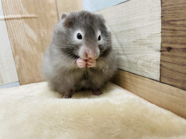 食いしん坊くん☆セーブルハムスターの男の子！