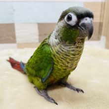 最新画像有り☆ヒナ餌卒業で手乗りできちゃいます☆ホオミドリウロコインコのヒナ！