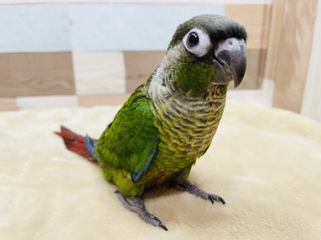 最新画像有り☆ヒナ餌卒業で手乗りできちゃいます☆ホオミドリウロコインコのヒナ！