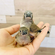 超ホヤホヤ最新画像☆ちょび毛の天使♡キンカ鳥ヒナ！