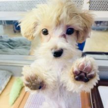 写真更新！人が大好きすぎる！？マルプーくんいるよ！