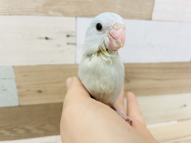 テチテチ寄ってくる〜✨マメルリハヒナ(アメリカンホワイト)