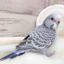 ふふふふっと～笑　ジャンボセキセイインコ　2021　12月2日