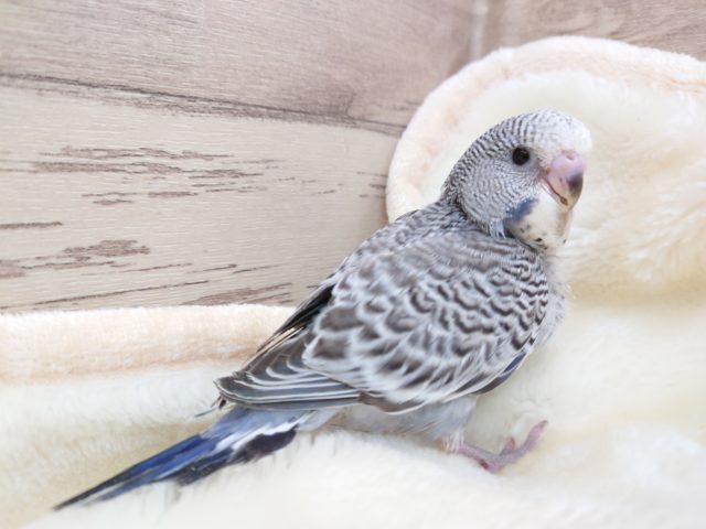 ふふふふっと～笑　ジャンボセキセイインコ　2021　12月2日