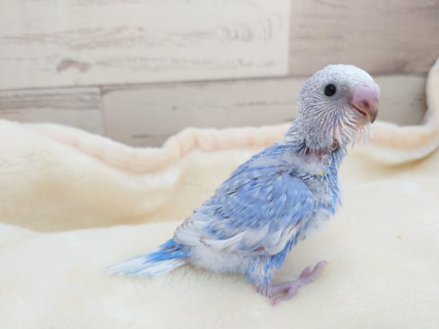 青系☆スポットｷﾚｲなセキセイインコ　スパングル☆　2021　12月2日