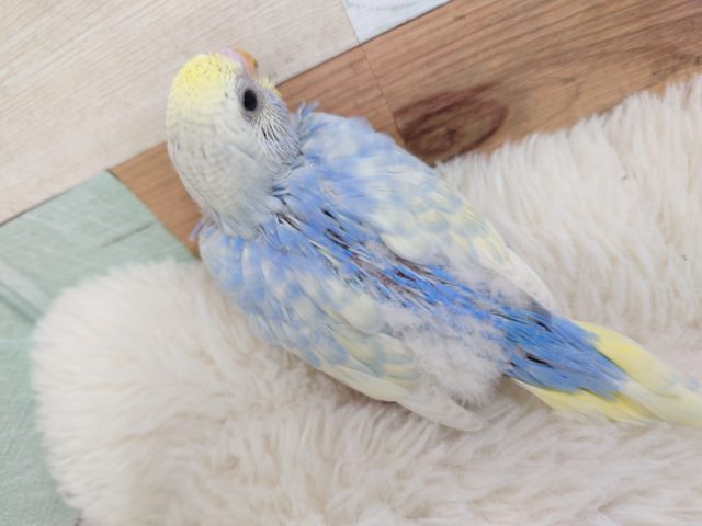 爽やかなブルーにキラっキラの瞳です！　セキセイインコ　パステルレインボーパイドです☆
