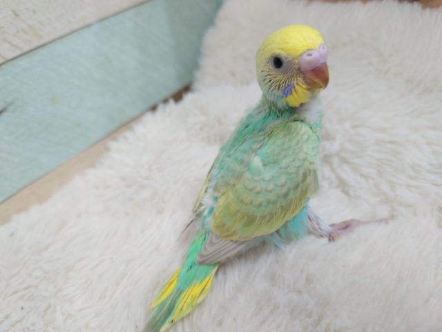 きたよーーー　エメラルドカラー☆　セキセイインコ　パステルカラーレインボーです！
