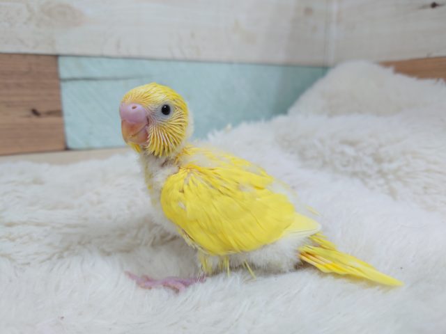 久々！！♫♪　黒目が映える☆　セキセイインコ　ダブルファクターです☆